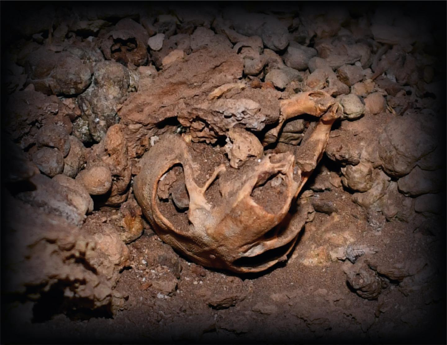 黎凡特冠鼠与早期人类扩散:化石提示了生态走廊曾经连接起来了非洲和黎凡特地区