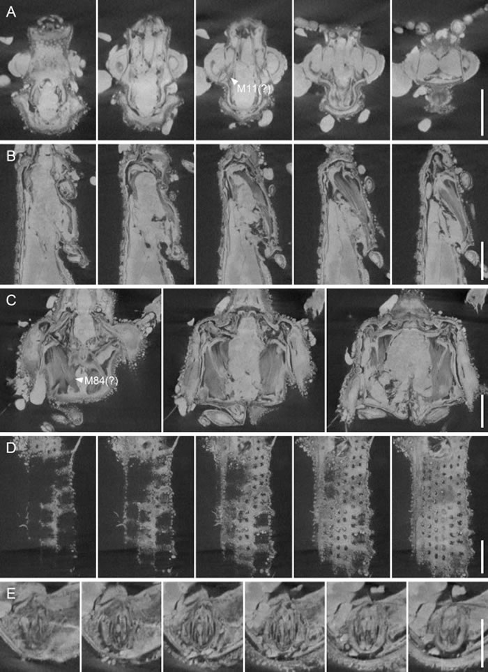 《动物学论丛》:在缅甸琥珀中发现1亿年前甲虫“木乃伊化”肌肉