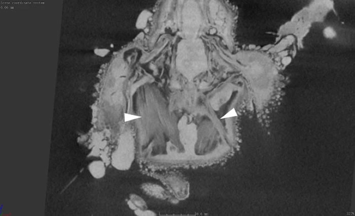 《动物学论丛》:在缅甸琥珀中发现1亿年前甲虫“木乃伊化”肌肉