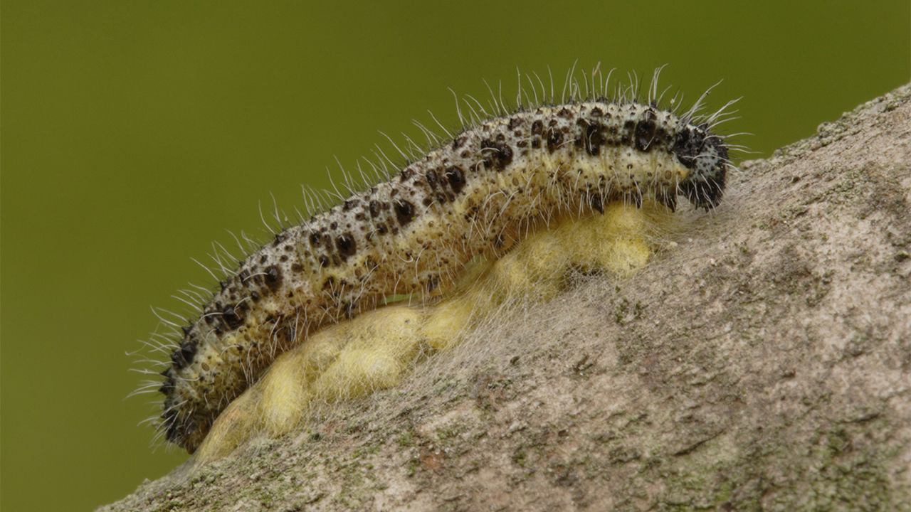 一种能感染鳞翅目昆虫的病毒可以防止寄生蜂在它们仍然活着的身体内产卵