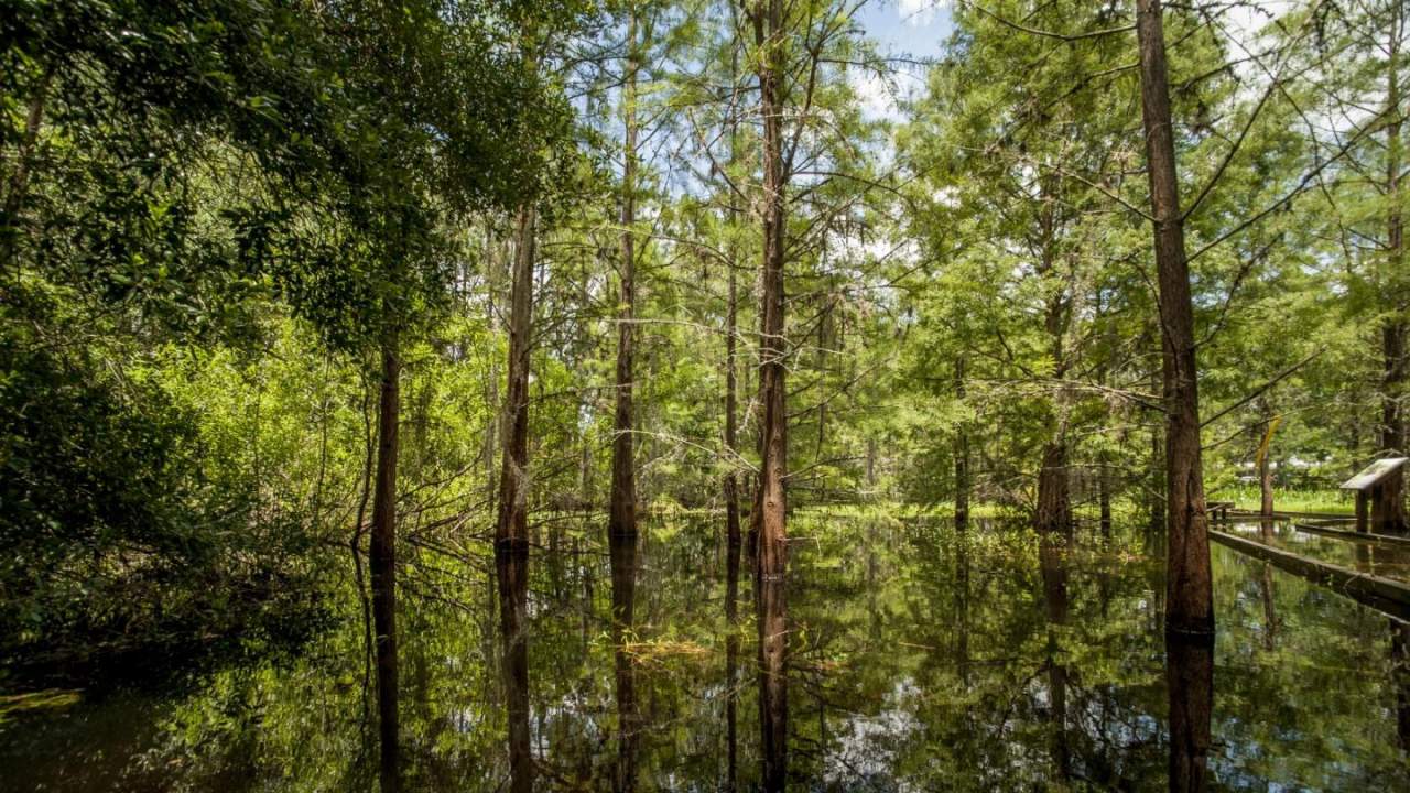新研究发现古老的DNA复制事件在整个裸子植物进化史上非常重要