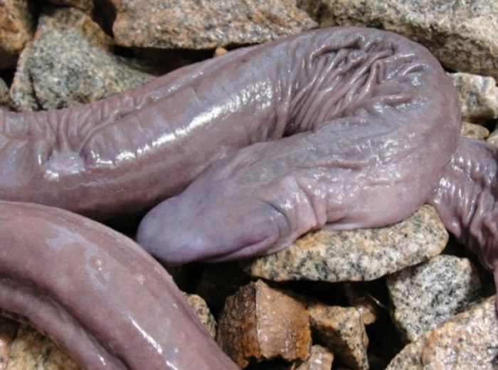 “阴茎蛇”——无足两栖动物蚓螈入侵美国