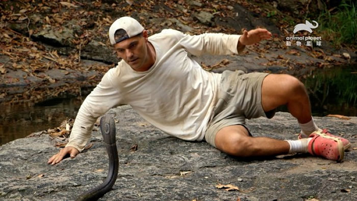 常见于东南亚的黑眼镜蛇毒性猛烈,颈部皮褶有一圆形斑纹,又称为单眼镜蛇。(图/动物星球频道提供下同)