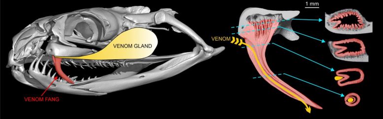 致命的蛇是如何进化出它们的毒牙?