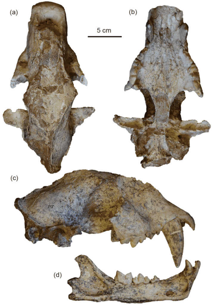 巴氏剑齿虎头骨。巴氏剑齿虎生活在晚中新世的中国,比隐匿剑齿虎更进步。(中科院古脊椎所供图)