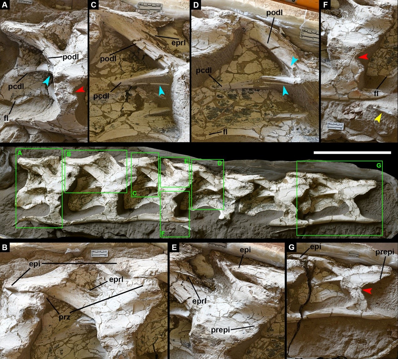 й˿·Silutitan sinensis gen. et sp. nov.ͱ걾