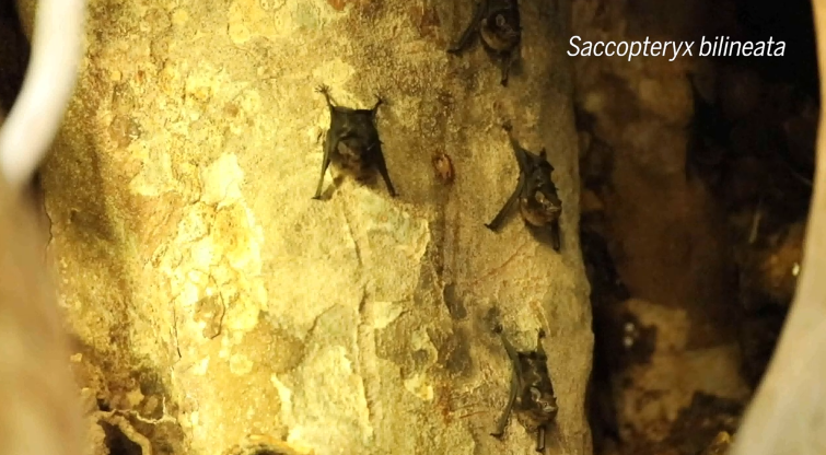 新研究披露:蝙蝠宝宝咿咿呀呀的发声行为与人类婴儿惊人地相似