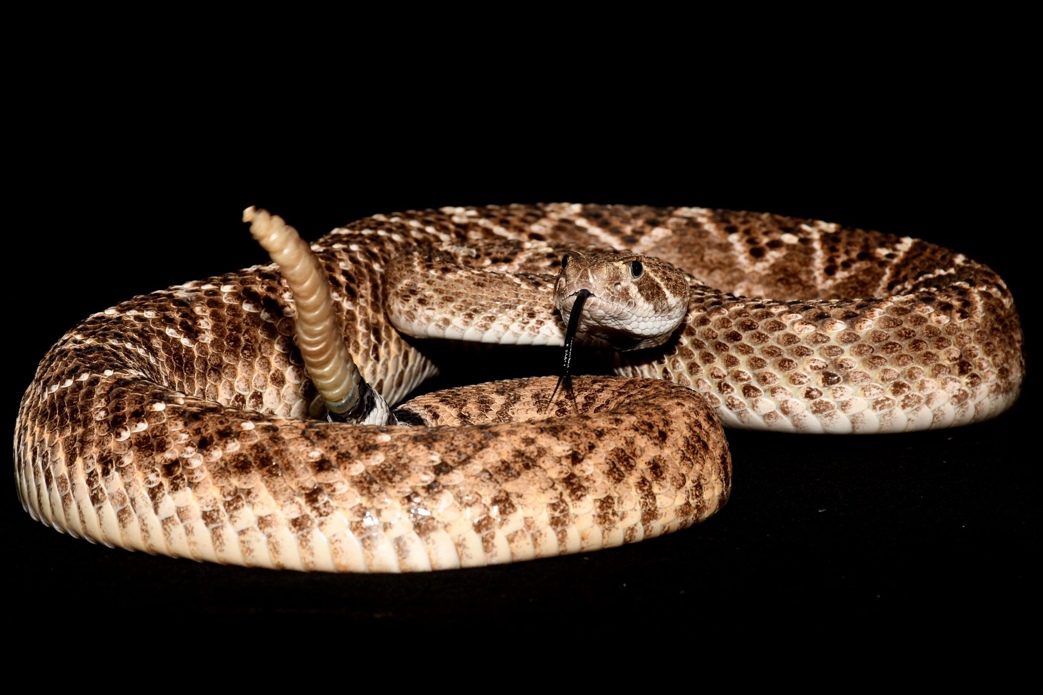 《Current Biology》:响尾蛇会随着潜在威胁的临近而增加发出响动的频率