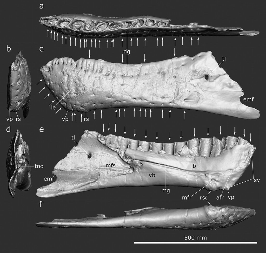 最新研究结果表明霸王龙的下巴具有敏感的神经末梢