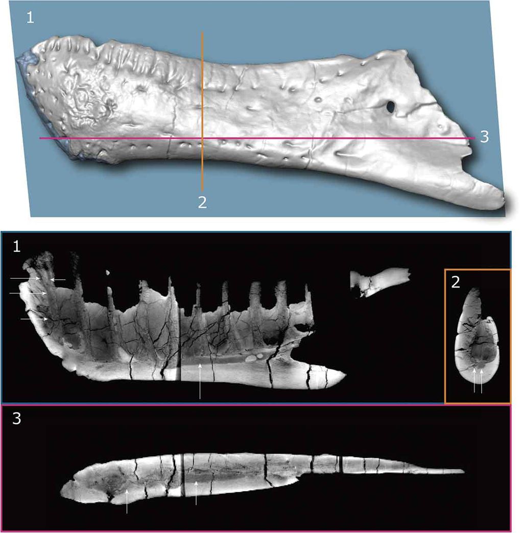 最新研究结果表明霸王龙的下巴具有敏感的神经末梢