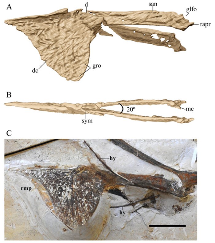 巴西警察查获保存最好的史前飞行爬行动物化石:生活白垩纪早期的无齿翼龙