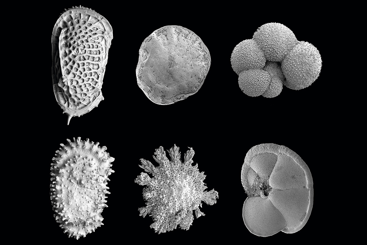 新研究披露在新生代较温暖的海洋孕育了更多具有类似功能的物种