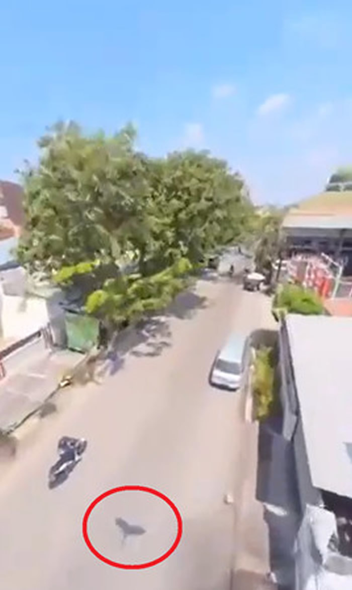 鹦鹉视角:鹦鹉抢走手机后意外录下极美的空拍景色