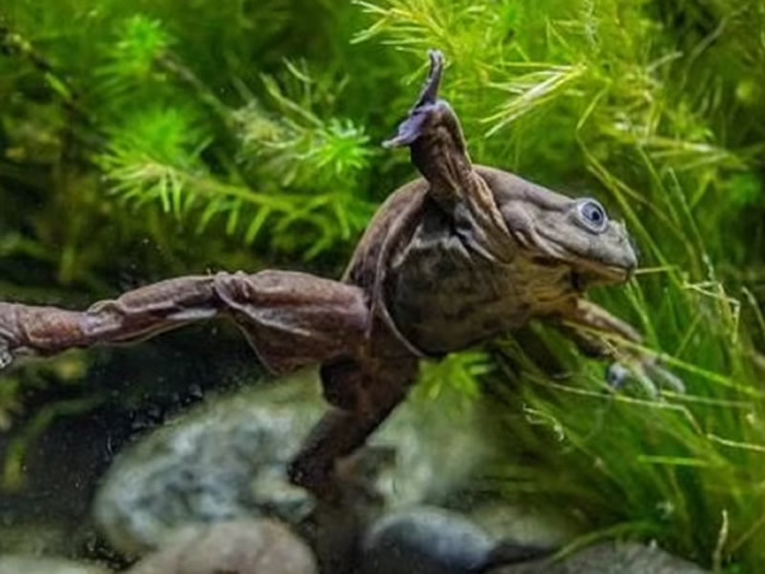 「的的喀喀湖蛙」(Telmatobius culeus)皮肤松弛且充满皱褶,因此获得「阴囊蛙」(Scrotum Frog)的称号。(图/翻摄英国切斯特动物园)