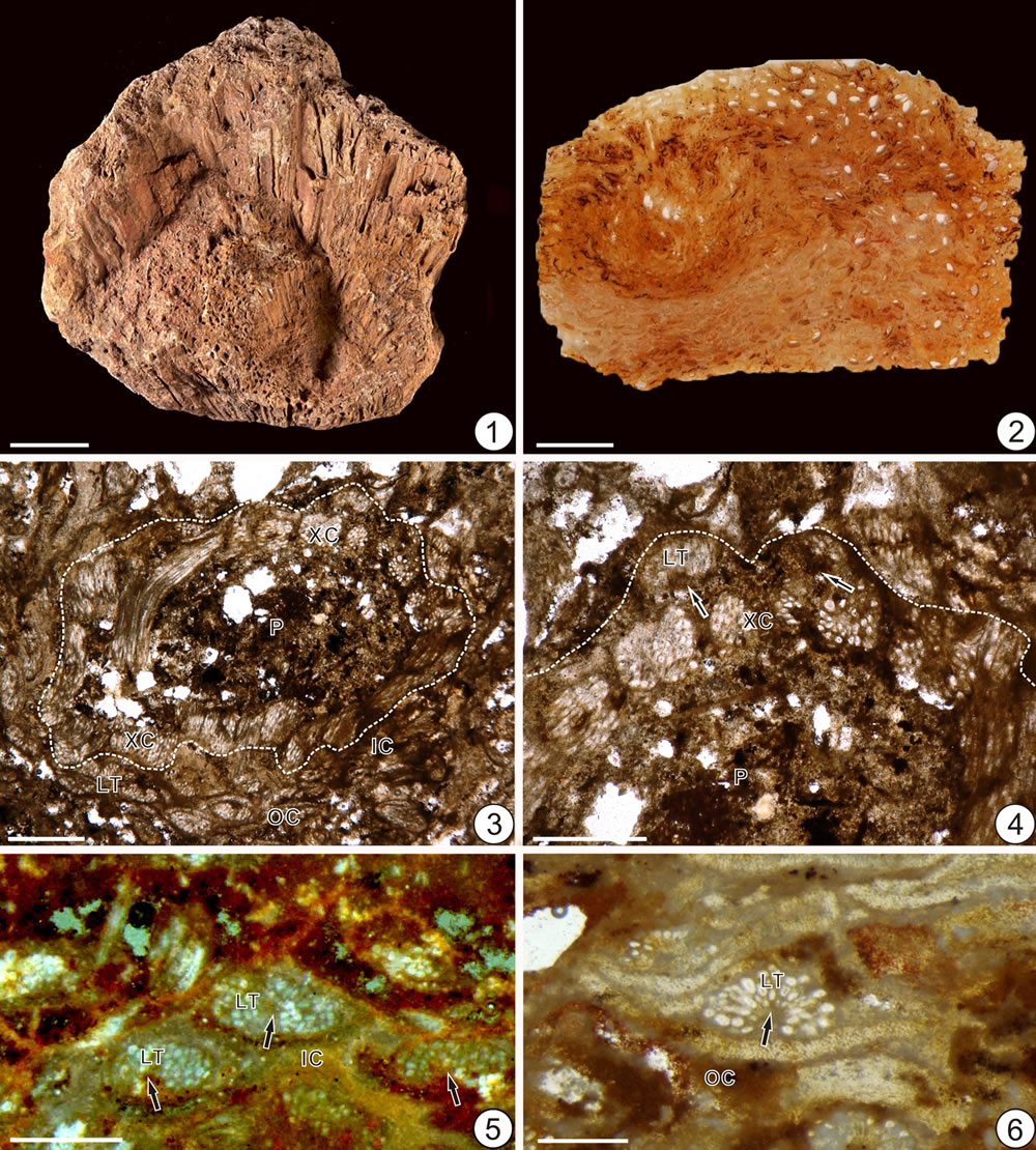 辽西侏罗纪张氏绒紫萁(新种)的中柱、皮层及叶迹横切面特征