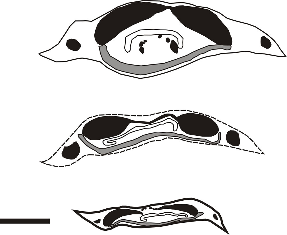 张氏绒紫萁(新种)叶柄基横切面解剖特征示意图