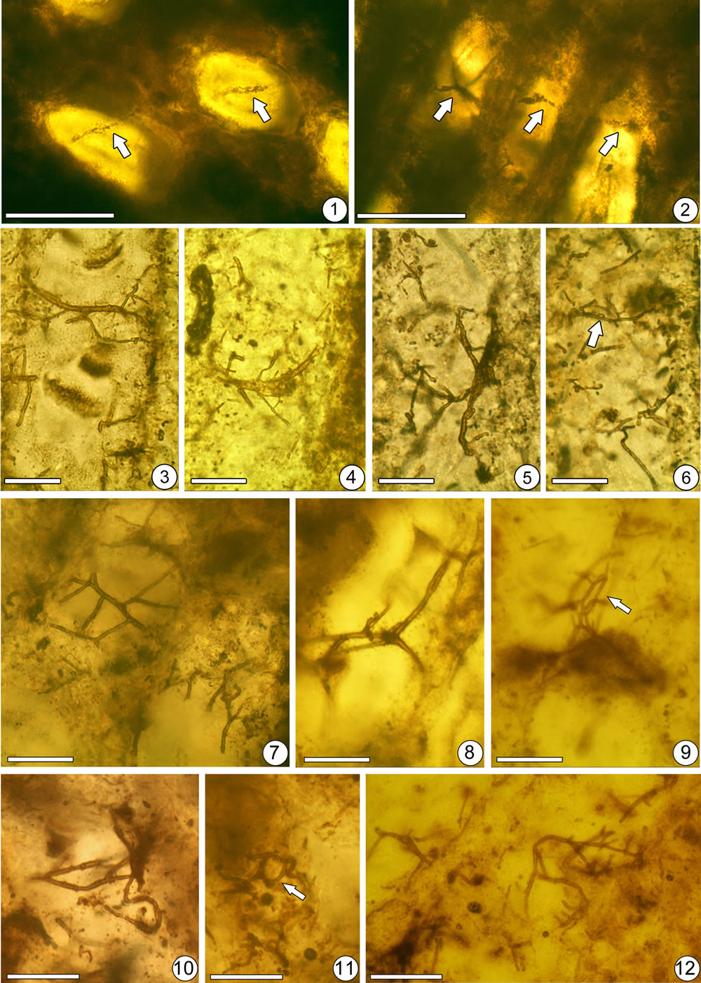紫萁根茎中首次发现的真菌菌丝化石