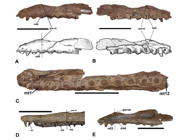 美国堪萨斯州西部发现沧龙新物种:生活在8000万年前的食鱼怪物