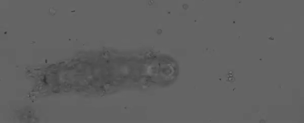 新研究调查缓步动物