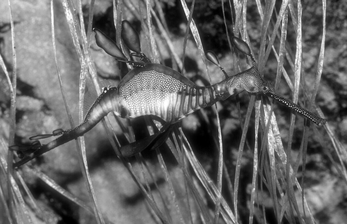 研究人员找到海龙的一些外部特征的遗传基础