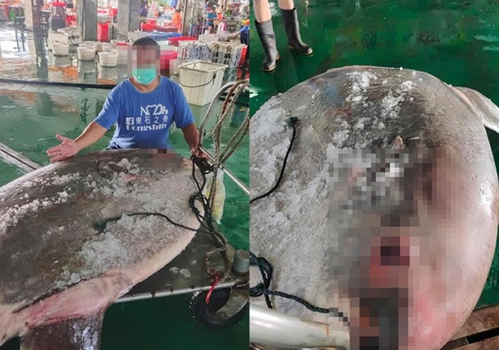 台湾嘉义县渔民在东石乡外海意外捕捉到重达180公斤的翻车鱼(曼波鱼)