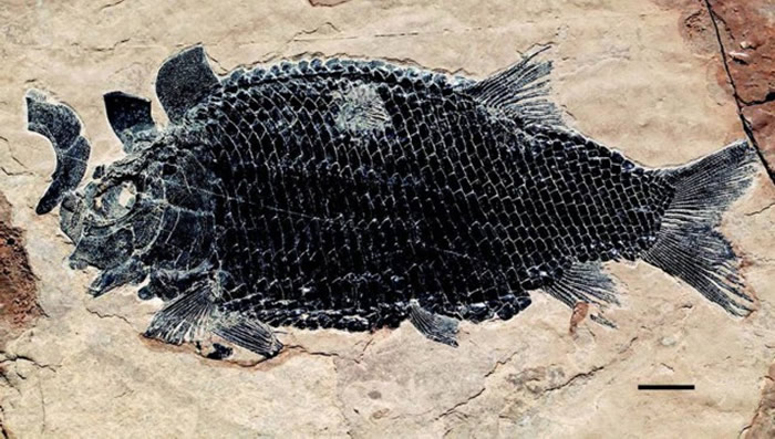 ��ƽǿ׳�㡣��ƽ��ί��������ͼ