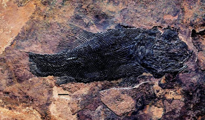 ��ƽǿ׳�㡣��ƽ��ί��������ͼ