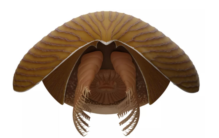 加拿大落基山脉库特尼国家公园发现5亿年前的节肢动物Titanokorys gainesi