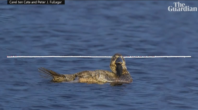 ĴһֻѼ˵You bloody fool!