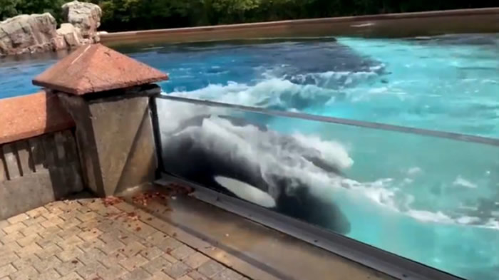 加拿大尼加拉瀑布城Marineland圈养的虎鲸Kiska出现自残倾向不断用头撞墙