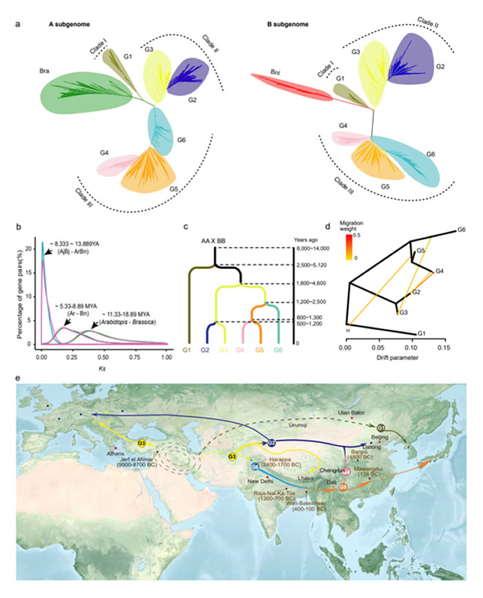 芥菜的物种形成和驯化传播