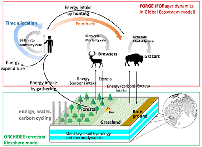 基于ORCHIDEE陆面过程模式构建的全球植被-动物-人类(狩猎采集者)相耦合的模型