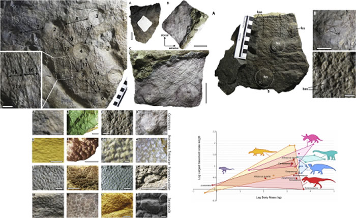 《白垩纪研究》:古生物学家复原食肉牛龙的鳞状皮肤外观