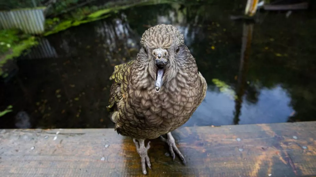 ����������˹�س��������Ұ�����ﱣ�����м�����Bruce���ö���ʯΪ�Լ�����