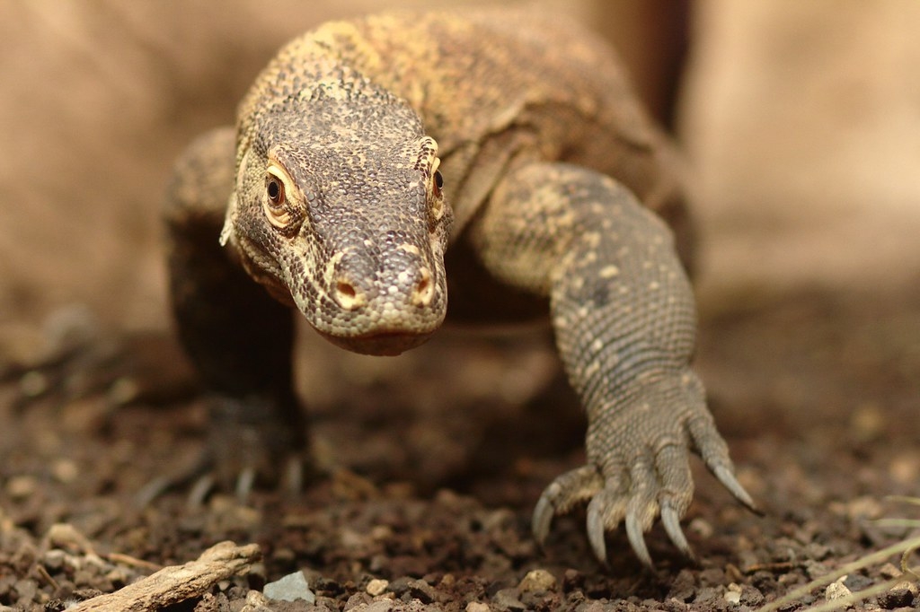 未来45年海平面上升将影响30%科摩多巨蜥栖息地