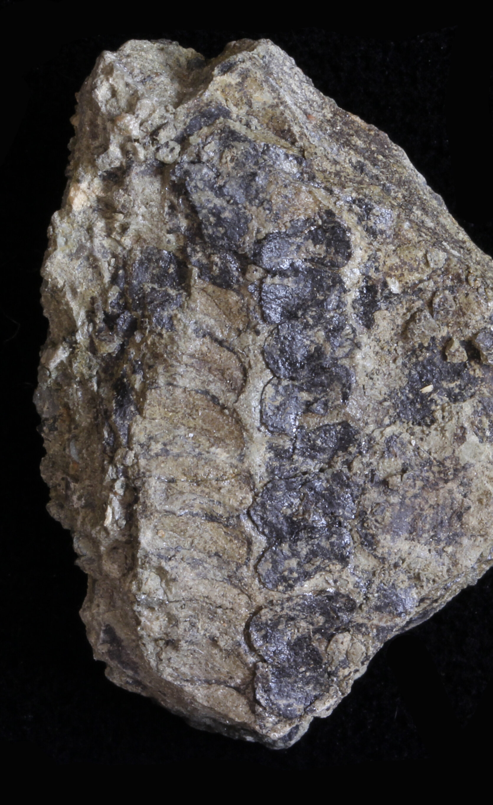 新研究披露植物繁殖的复杂性是在两个相距很远的脉冲中增加的