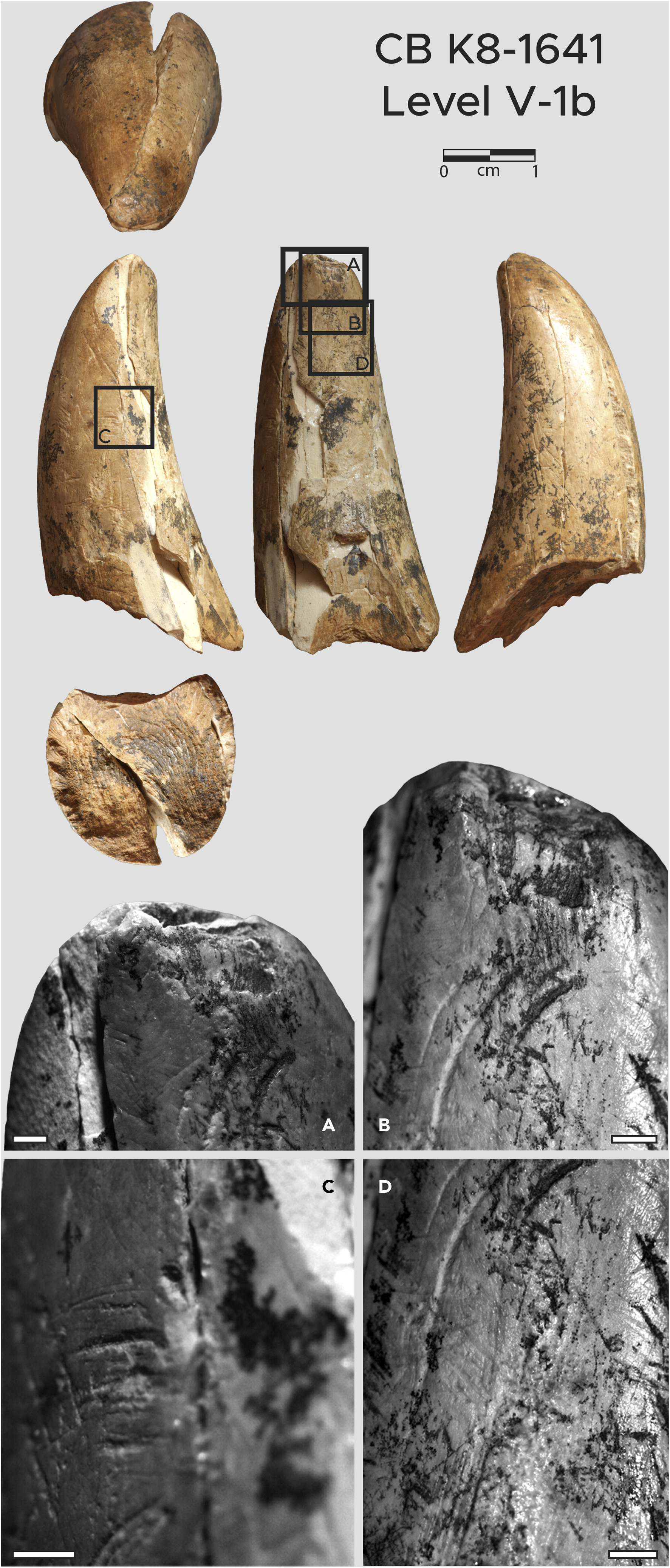 摩洛哥Contrebandiers洞穴发现古人类用来将毛皮做成衣服的骨质工具 距今9万至12万年