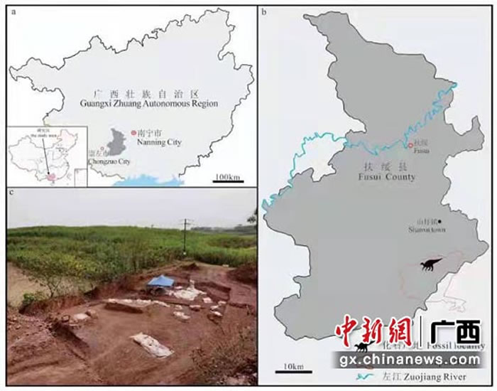 《地球学报》:中国南方首次发现的基干禽龙类化石新属种——广西那派龙