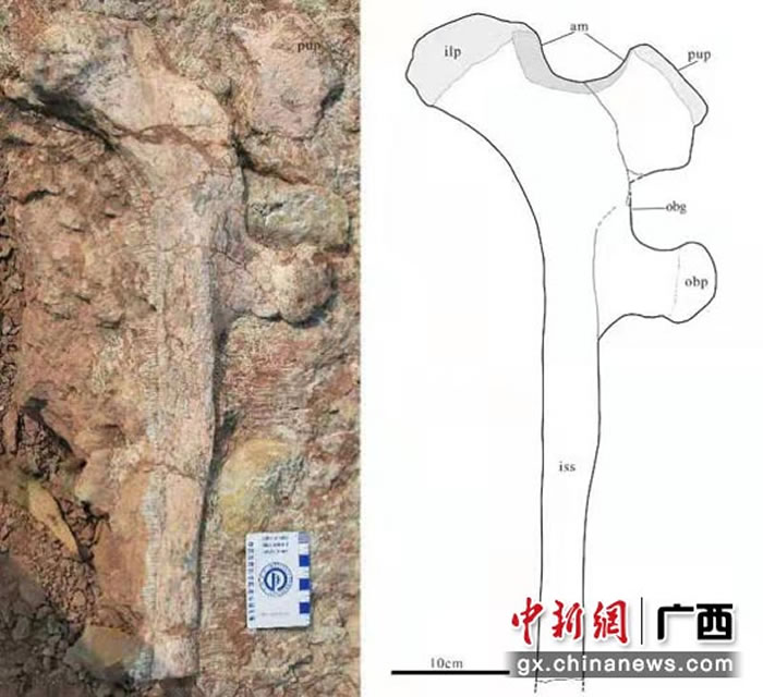 《地球学报》:中国南方首次发现的基干禽龙类化石新属种——广西那派龙