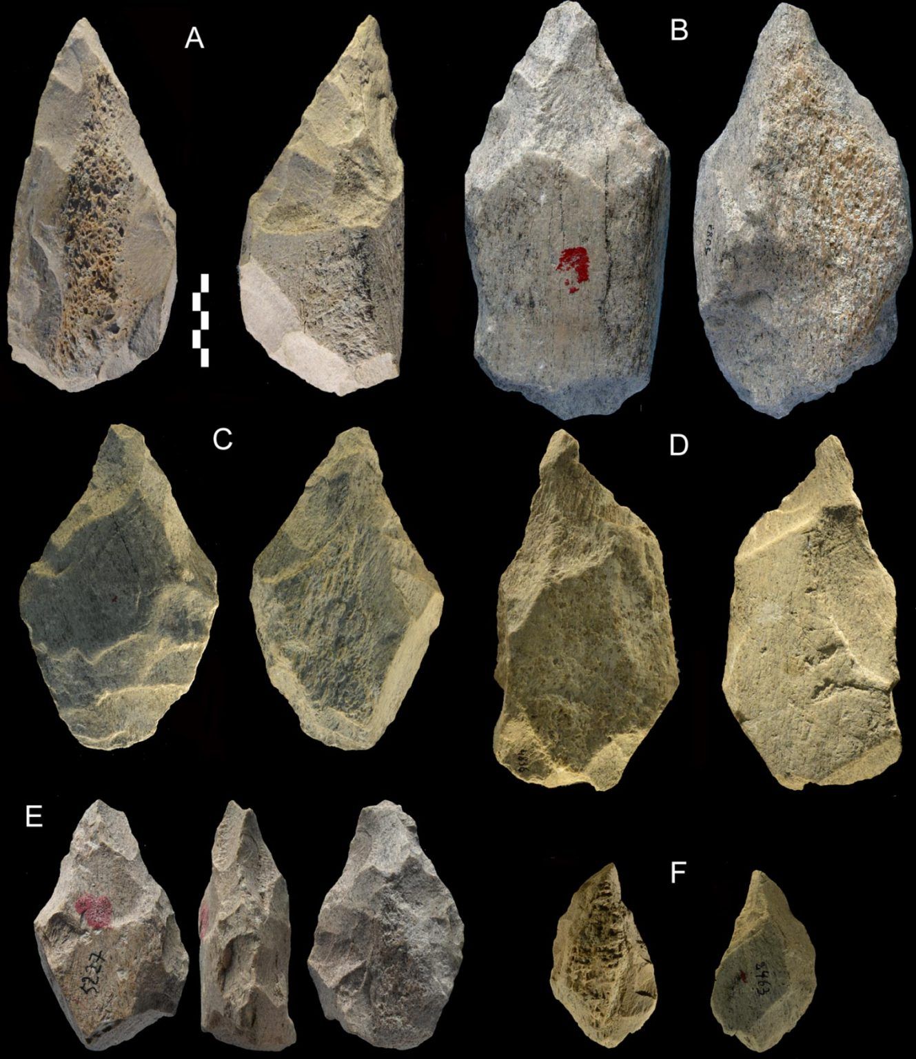 意大利考古发现40万年前古人类已利用大象骨头制作各种工具