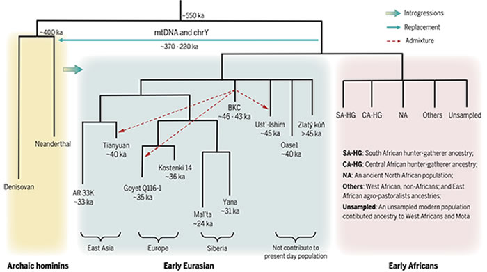古老型人类和早期现代人的遗传历史示意图