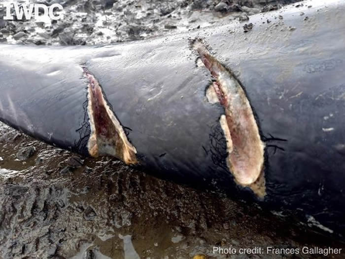 Ӣ�����߶���ƿ�Ǻ���Nick�ڸۿڸ����汬�� 3�ܺ󱻴�ײ����ʬ����