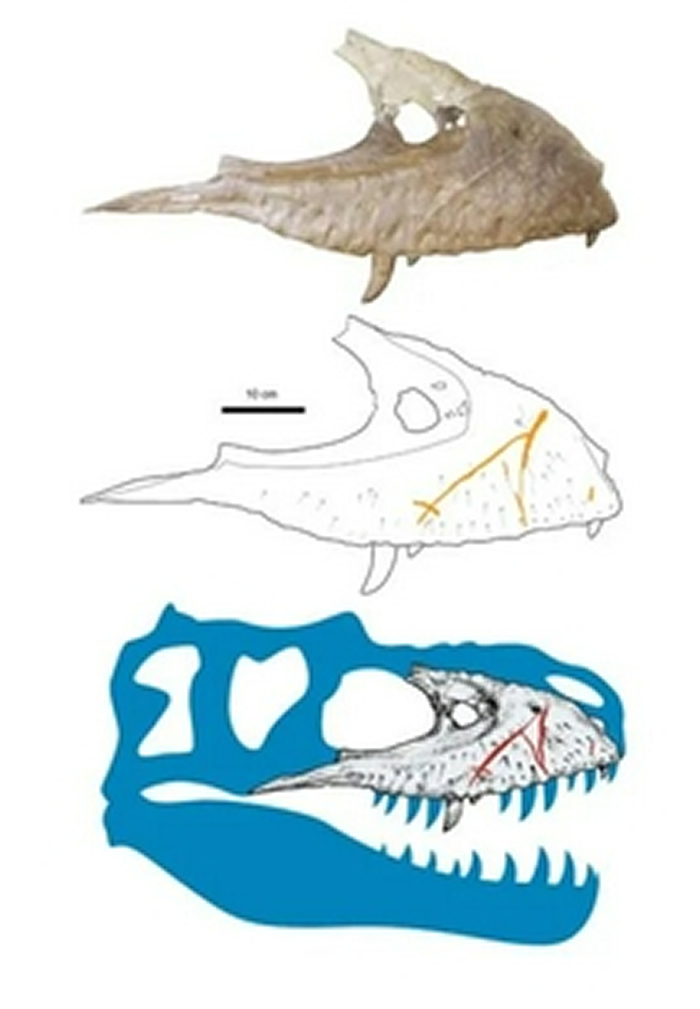 伤痕累累的蛇发女妖上颚骨。