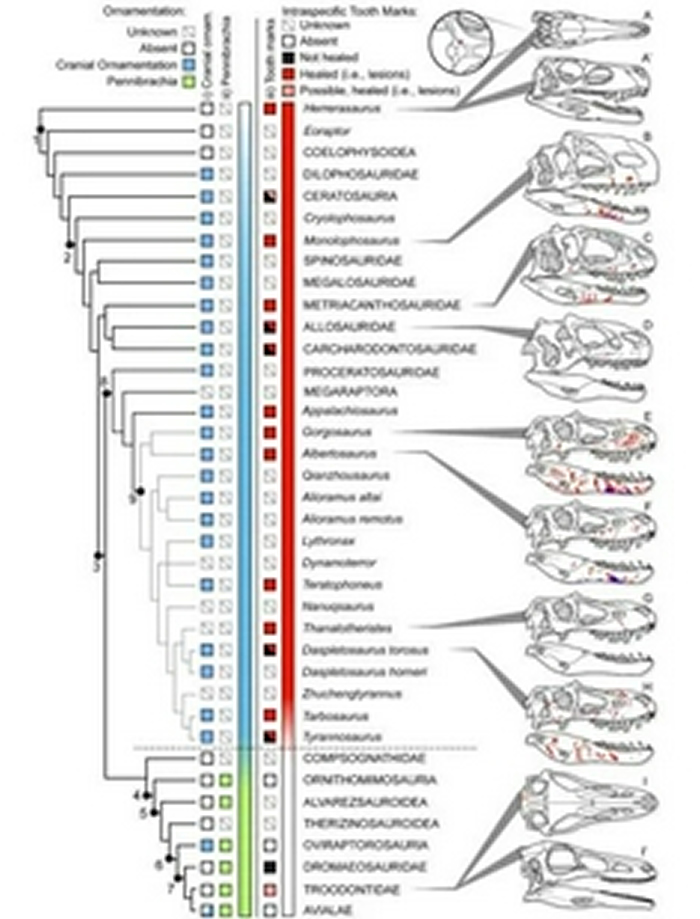该图标比较了不同兽脚亚目恐龙的面部疤痕情况。(图片来源:皇家泰瑞尔古生物学博物馆)