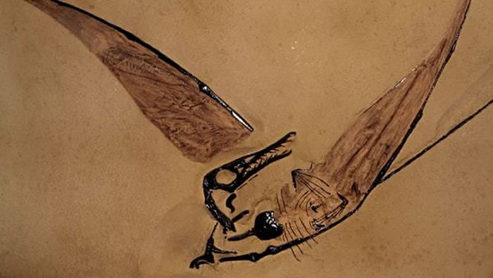 智利沙漠发现1.6亿年前侏罗纪“飞龙”化石