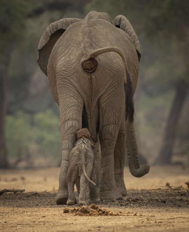 津巴布韦大象妈妈喷出的大便直接掉在幼象头上 目的是为提高小象的免疫力