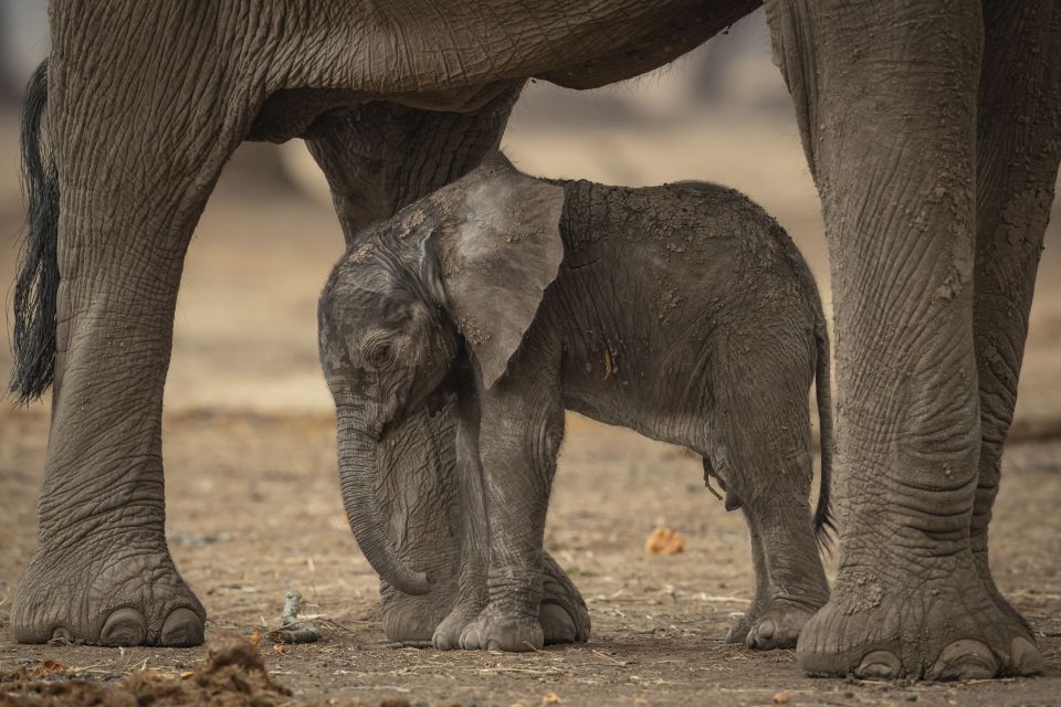津巴布韦大象妈妈喷出的大便直接掉在幼象头上 目的是为提高小象的免疫力