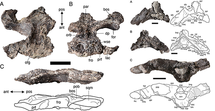 ��ɽ�Ӽ���Yanjisuchus longshanensis gen. et sp. nov.���ͱ걾ͷ�Ǽ�����ͼ ��Rummy et al., 2021��