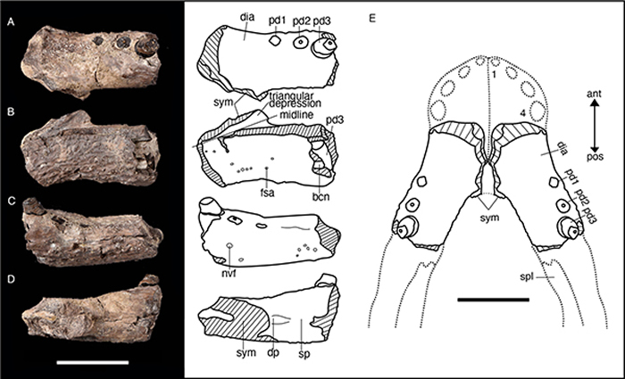 ��ɽ�Ӽ���Yanjisuchus longshanensis gen. et sp. nov.���ͱ걾�ݹ���Ƭ������ͼ��Rummy et al., 2021��