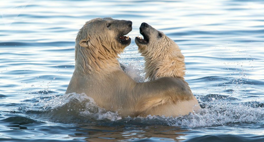 俄美专家将在阿纳德尔市启动第四届“北极熊宇宙”国际科学实践会议